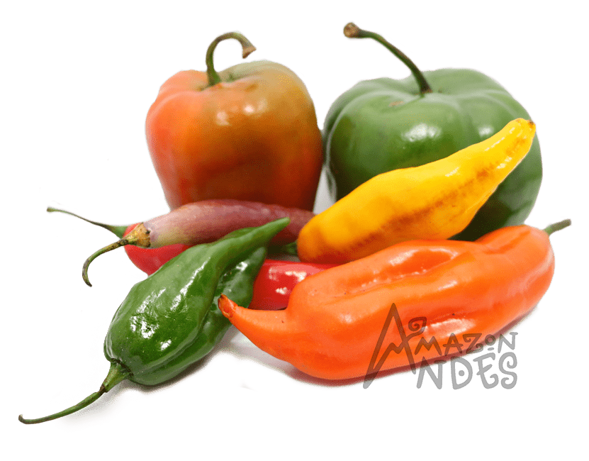 Fresh native Peruvian peppers in red, orange, yellow and green